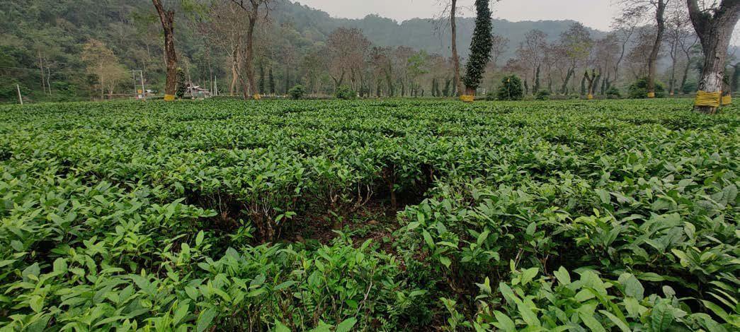 Tea plantations in Kaziranga, Assam