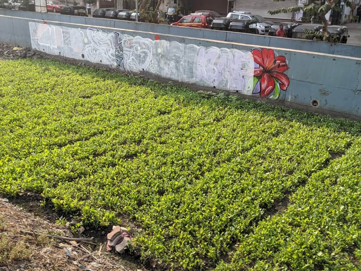 Urban farming along railway tracks. Photo by Vishal Ramprasad/WRI India.