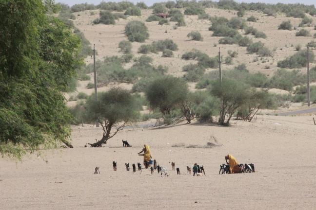 Women herding goats in Girduwala. Photo by Namrata Ginoya/WRI India
