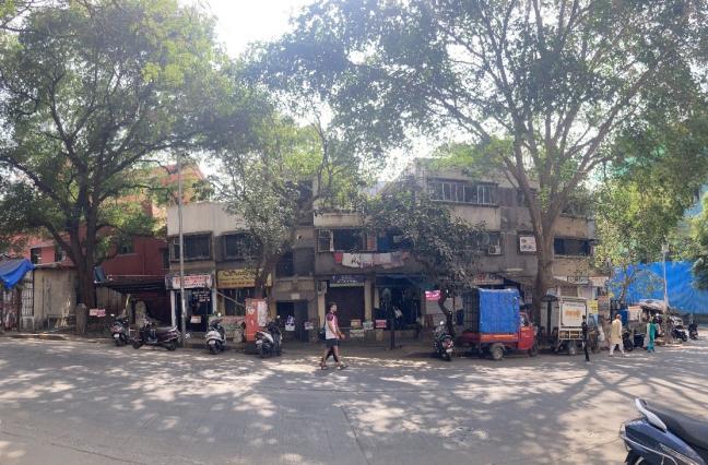 Old tamarind tree besides the author’s ancestral plot