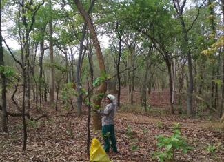 Forests and communities that inhabit them nurture each other and flourish together.