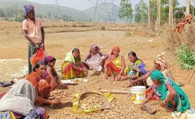 As more than half of this degraded land consists of either farmlands or forests, it is directly affecting lives of more than 700 million people who either depend on agriculture or forests for their sustenance. Photo: Roopali Mohapatra, Konkuwan Herbs