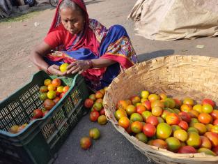 Growing tomatoes is often a gamble even for well-informed, progressive farmers, due to high input costs, sensitivity to climatic variations such as frost, rainfall, temperature, the perishable nature of the crop, and uncertain market returns. Photo by Shaurabh Anand / WRI India Growing tomatoes is often a gamble even for well-informed, progressive farmers, due to high input costs, sensitivity to climatic variations such as frost, rainfall, temperature, the perishable nature of the crop, and uncertain market returns.