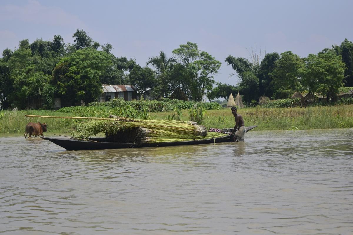 Jute Harvest being transported by boat.